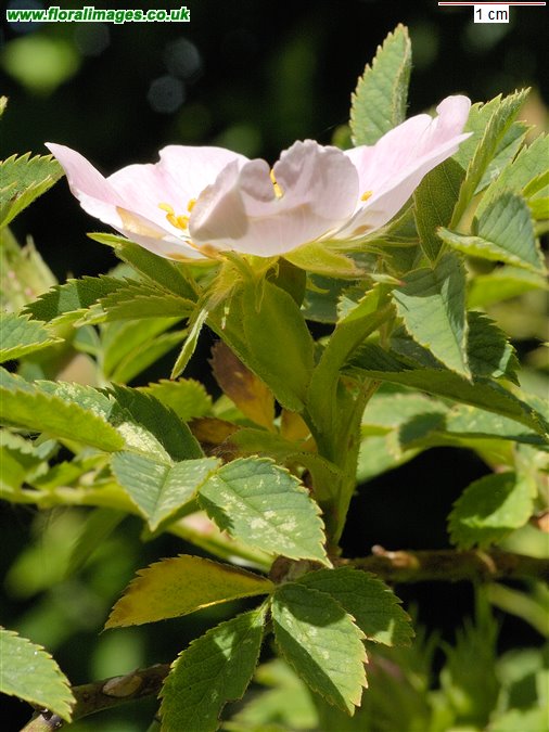 Rosa caesia