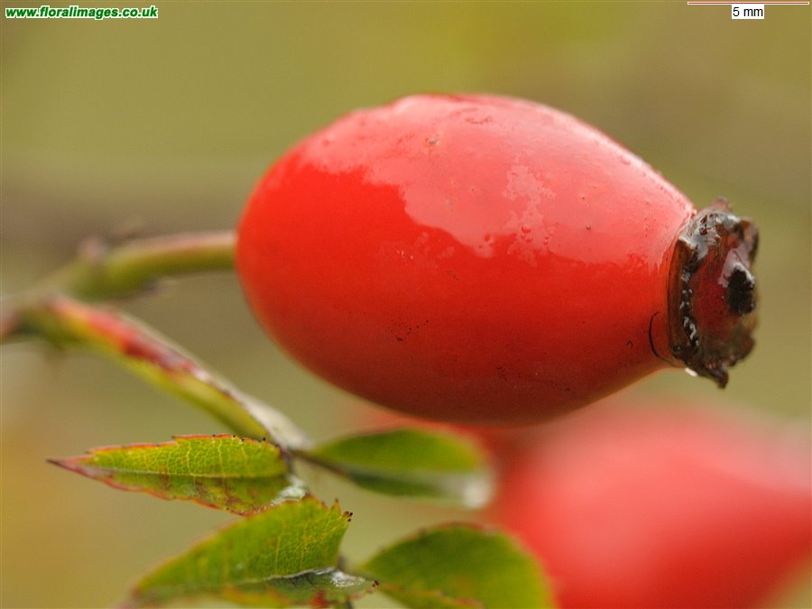 Rosa canina agg