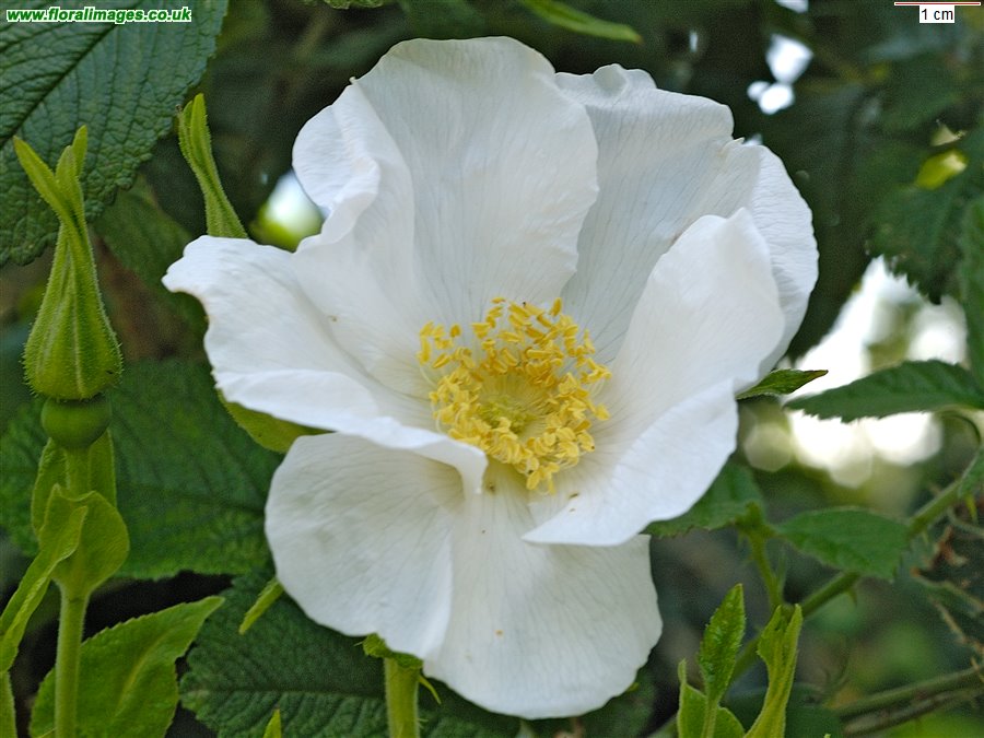 Rosa rugosa