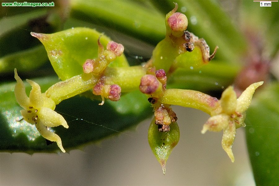 Rubia peregrina