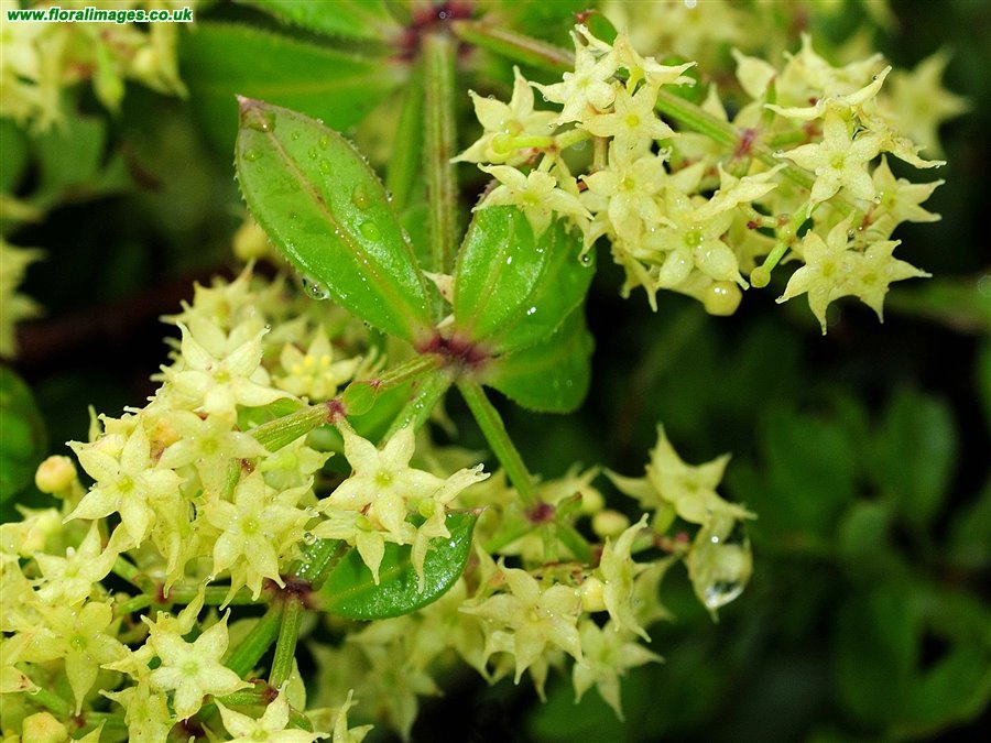 Rubia peregrina