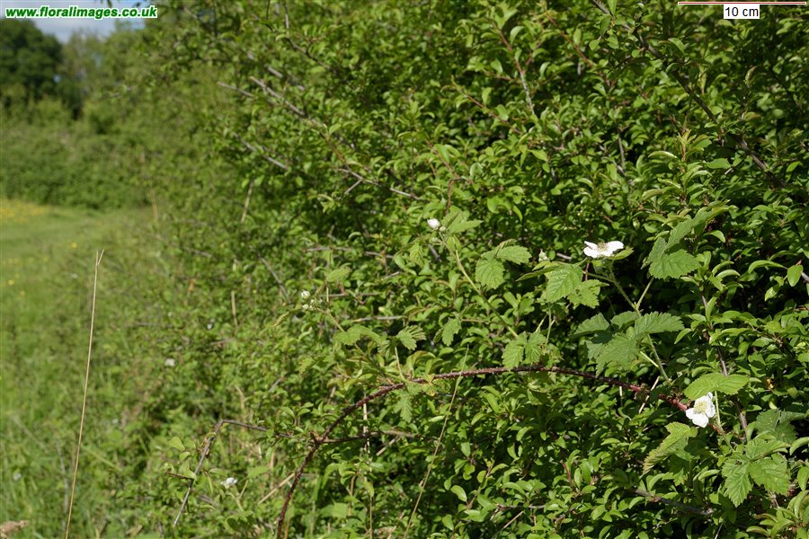 Rubus caesius