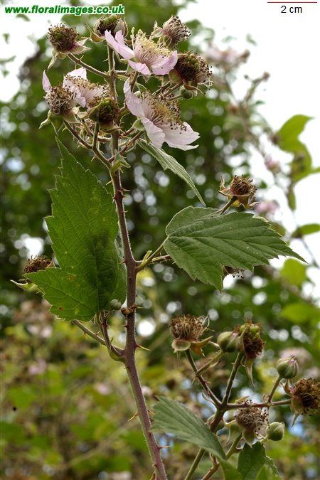Rubus iscanus