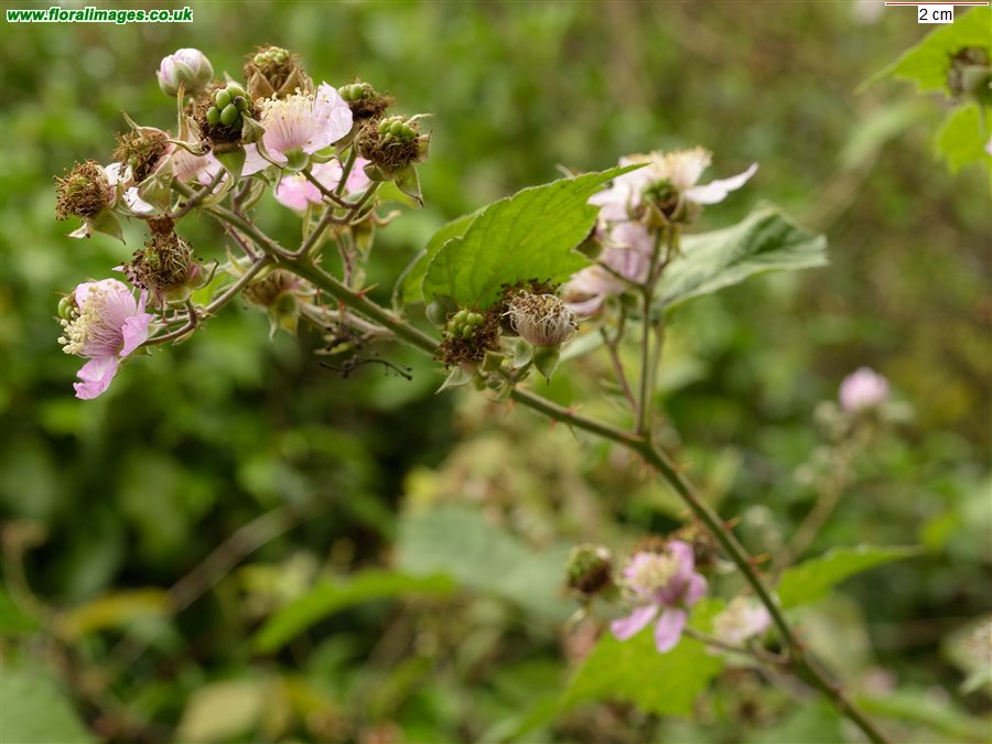 Rubus iscanus