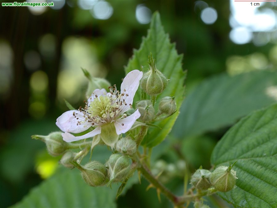 Rubus nemoralis