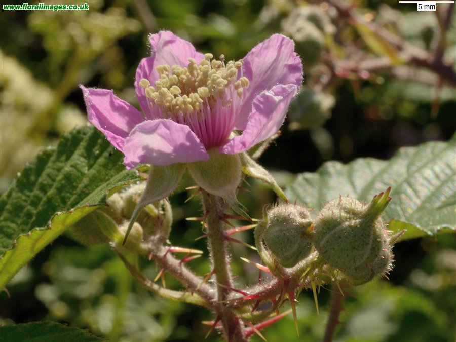 Rubus ordovicum