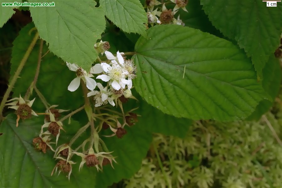 Rubus pedemontanus