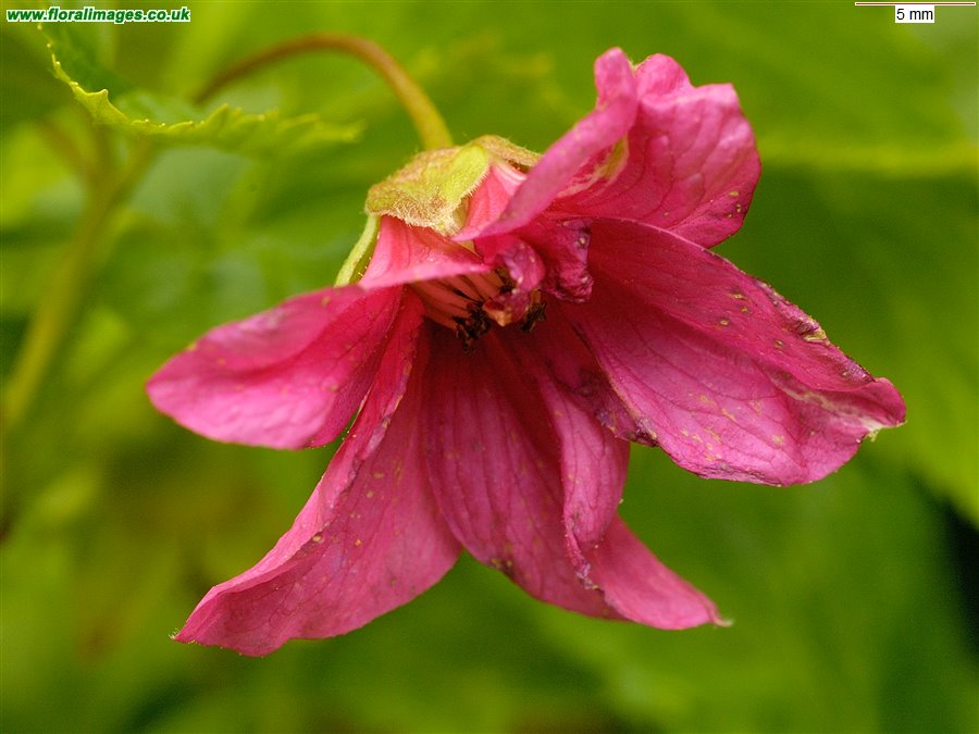 Rubus spectabilis
