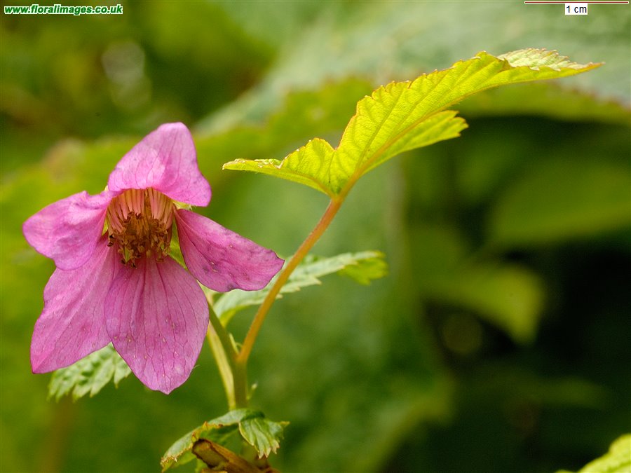 Rubus spectabilis