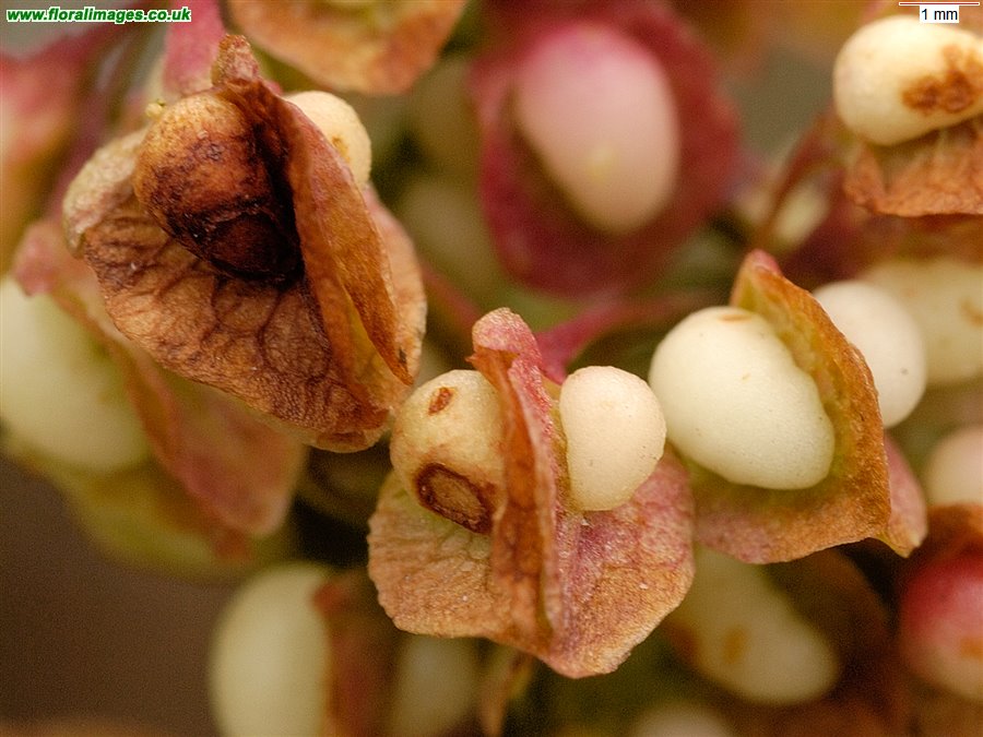 Rumex crispus