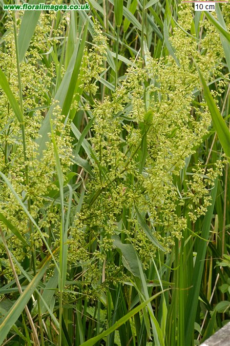 Rumex hydrolapathum