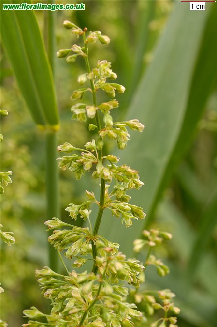 Rumex hydrolapathum