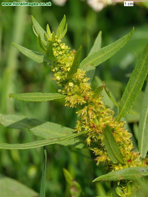 Rumex maritimus