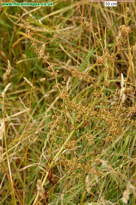 Rumex pulcher