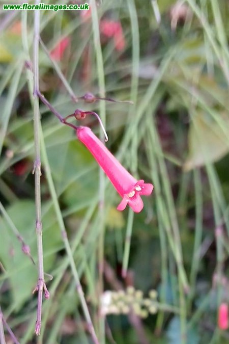 Russelia equisetiformis