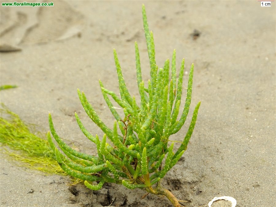 Salicornia dolichostachya