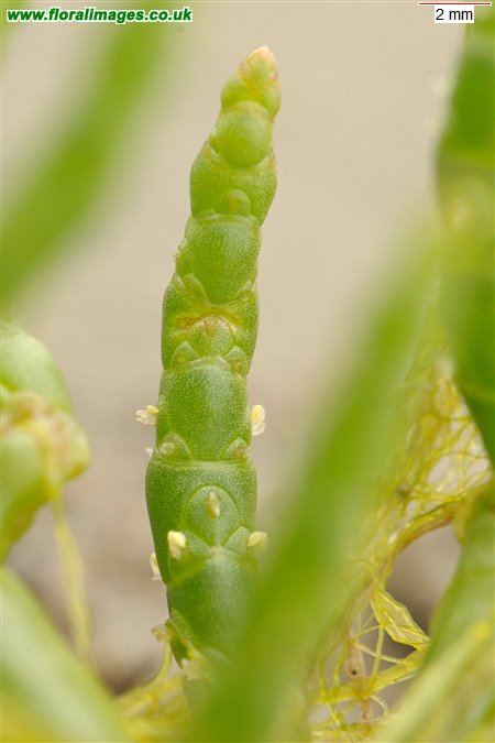 Salicornia dolichostachya