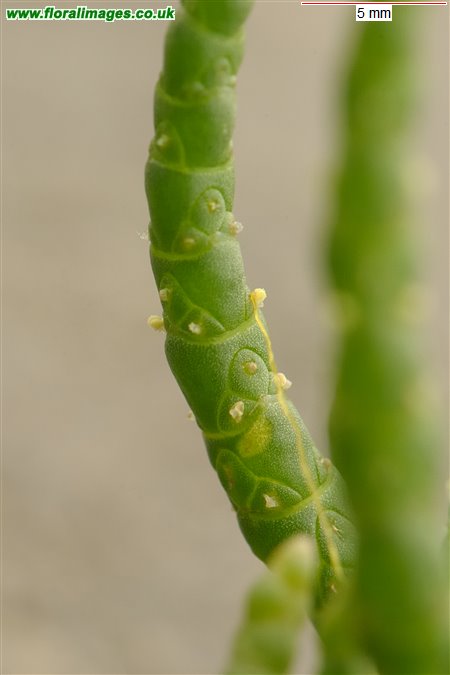 Salicornia dolichostachya