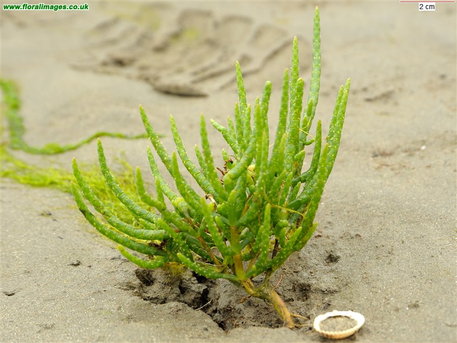 Salicornia dolichostachya