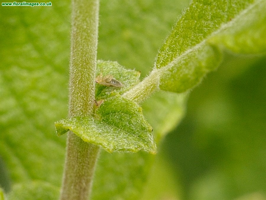 Salix aurita