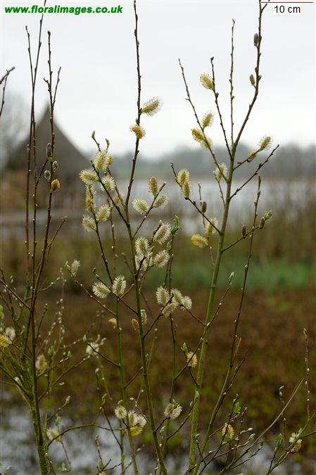 Salix cinerea