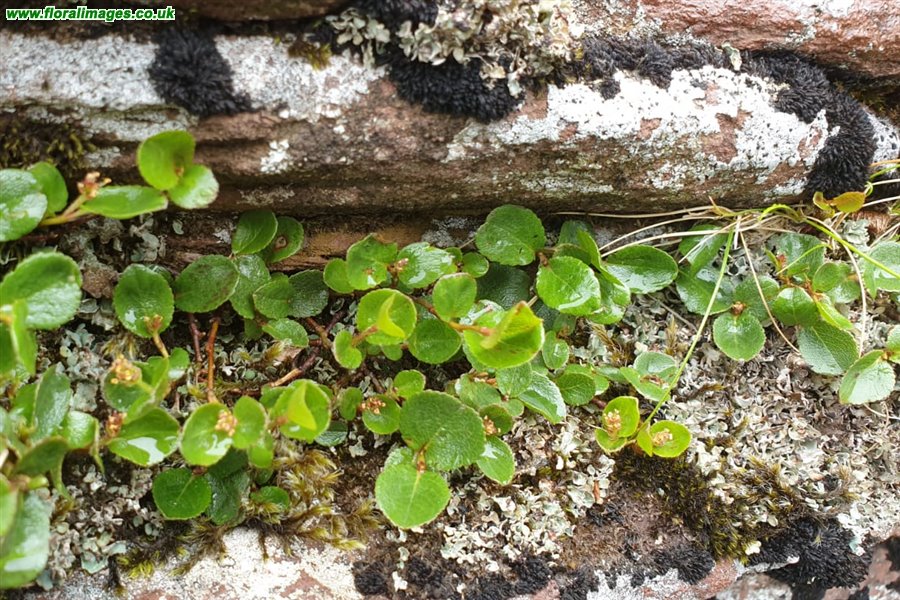 Salix herbacea