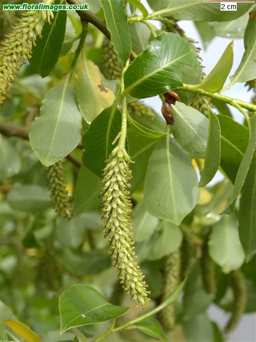 Salix pentandra