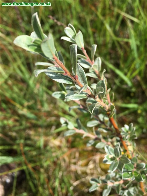 Salix repens, picture 10 of 12