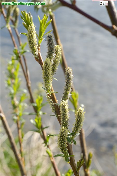 Salix viminalis