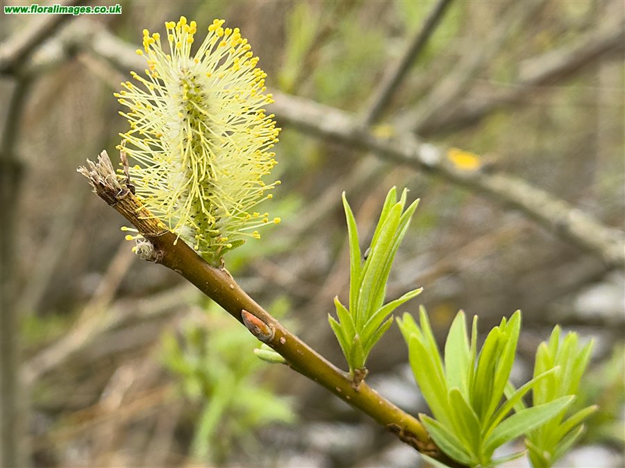 Salix viminalis