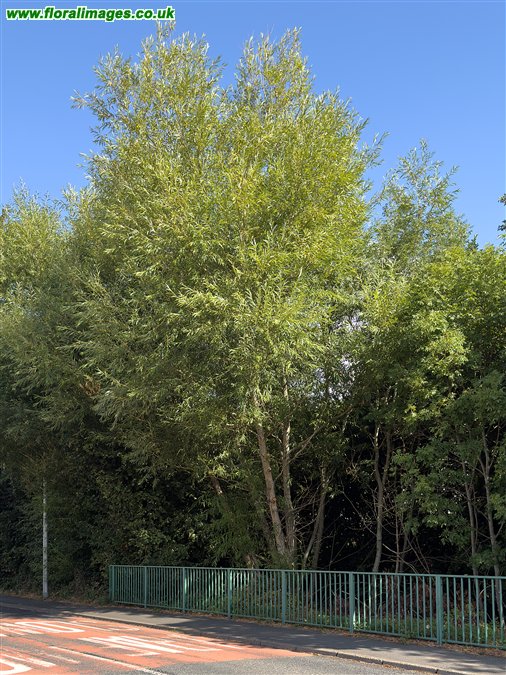 Salix x fragilis