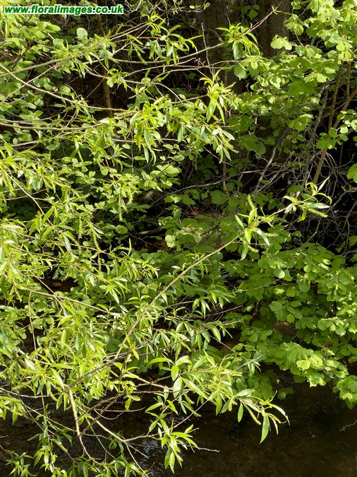 Salix x meyeriana