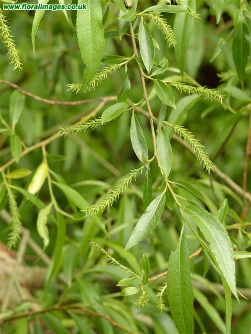 Salix x meyeriana