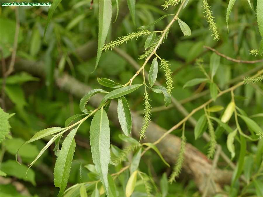Salix x meyeriana