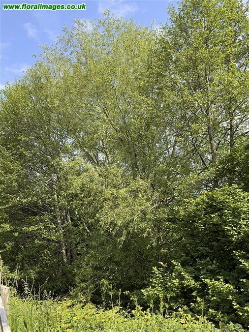 Salix x meyeriana