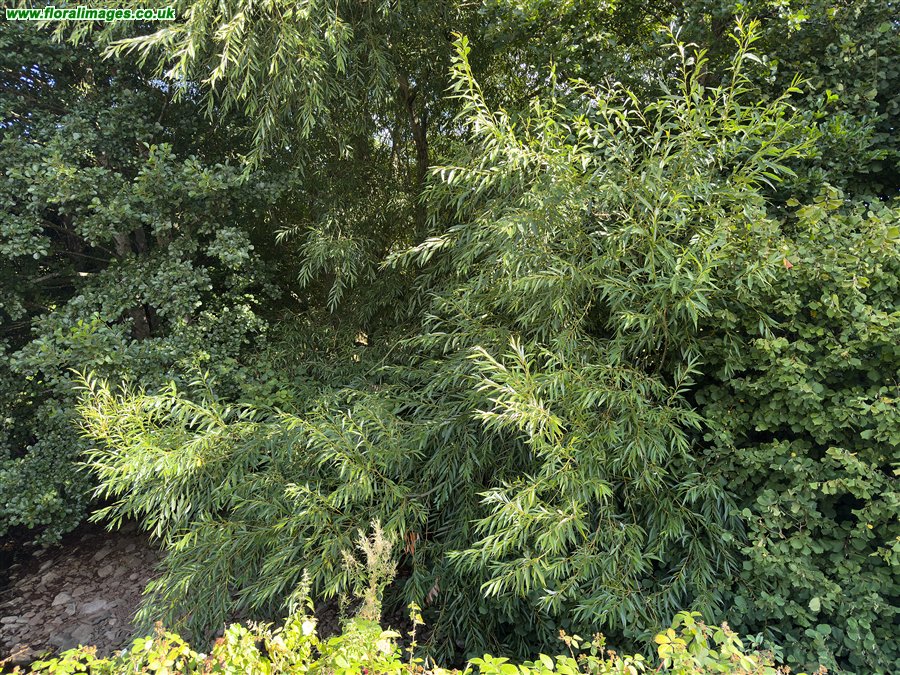 Salix x meyeriana