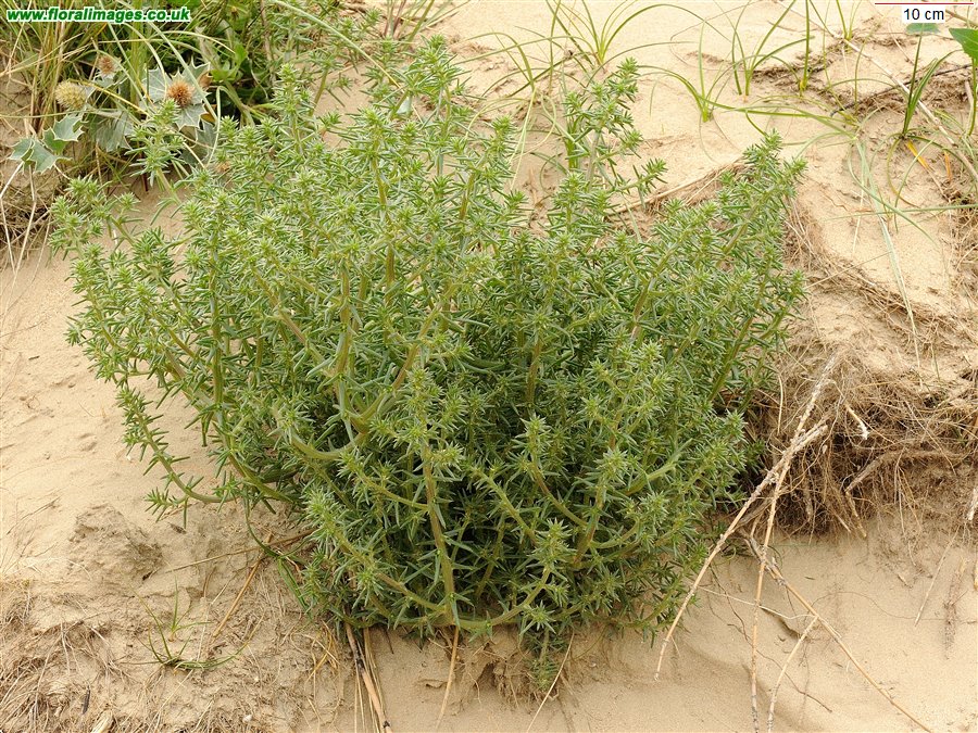 Salsola kali