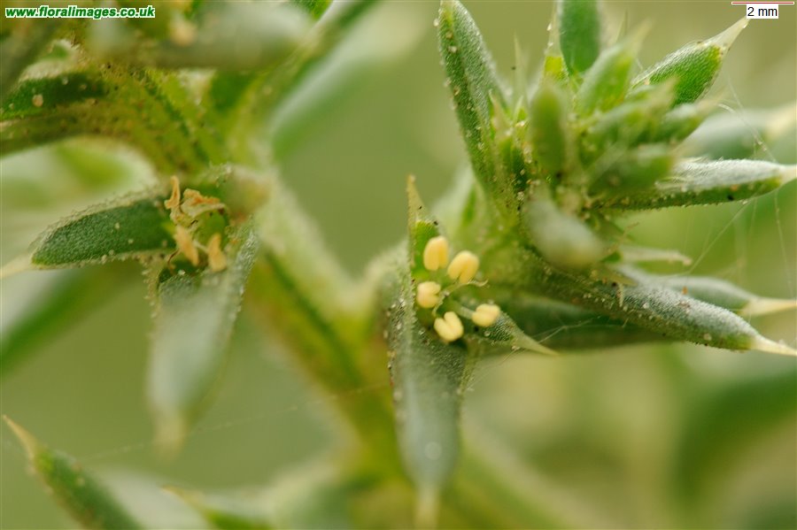 Salsola kali