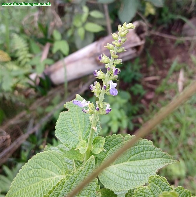 Salvia hispanica