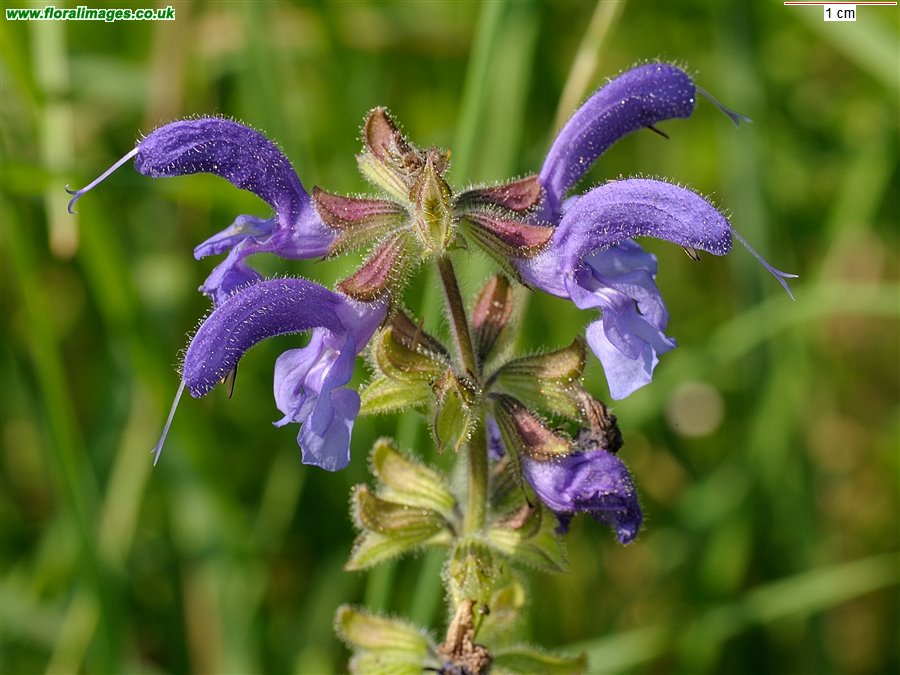 Salvia pratensis