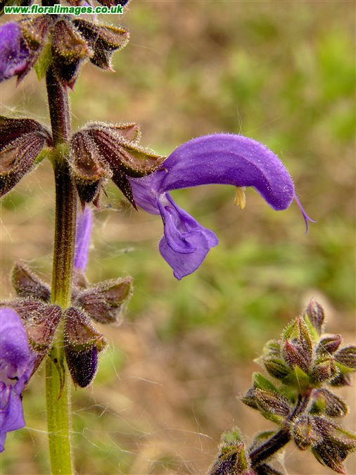 Salvia pratensis