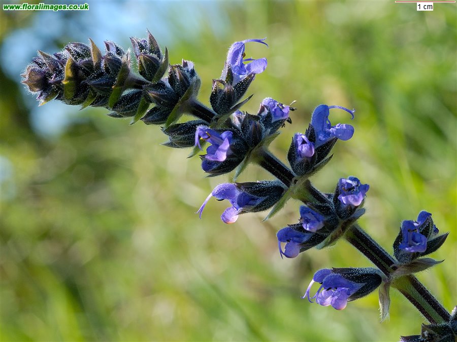 Salvia verbenaca