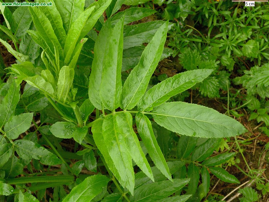 Sambucus ebulus