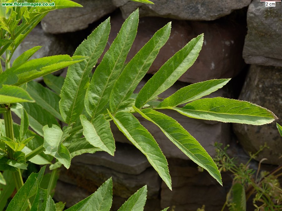 Sambucus ebulus