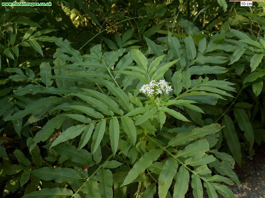 Sambucus ebulus