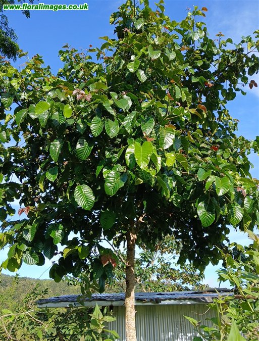 Sandoricum koetjape