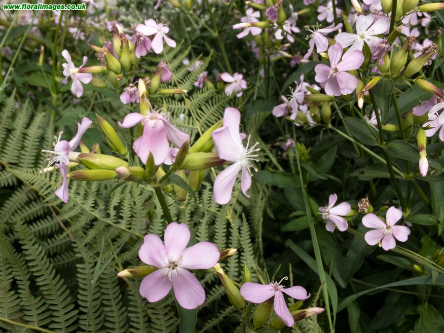 Saponaria officinalis