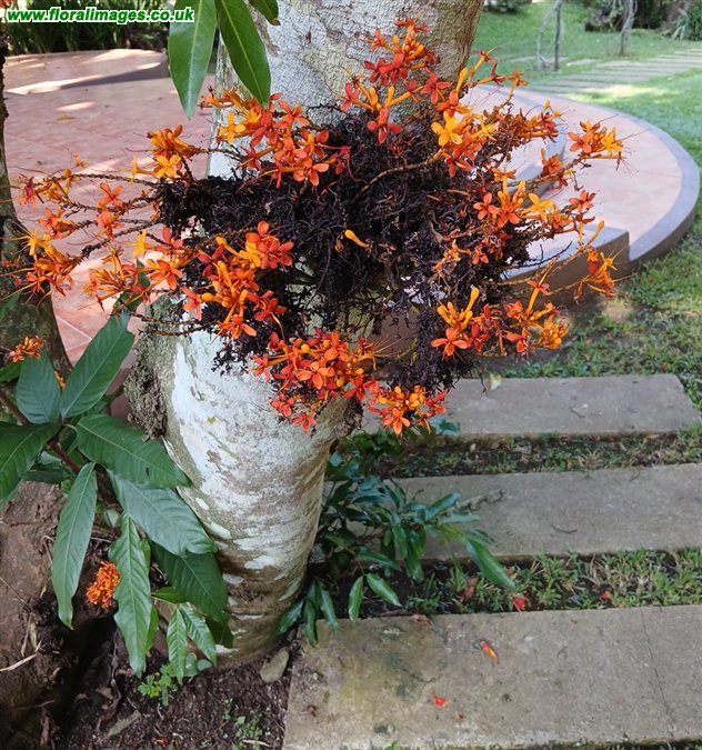 Saraca indica
