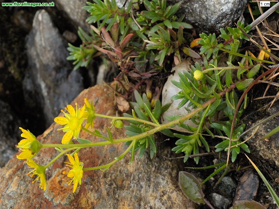 Saxifraga aizoides