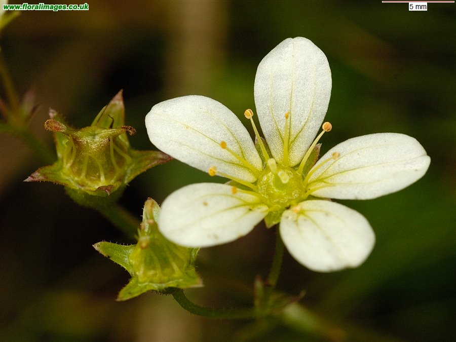 Saxifraga hypnoides